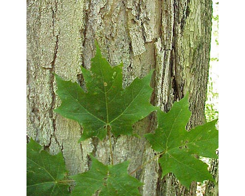 Sugar maple